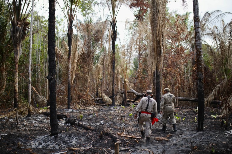 Dos bomberos caminan por una granja de açaí quemada, donde las palmeras quemadas son las únicas plantas que quedan en el suelo.