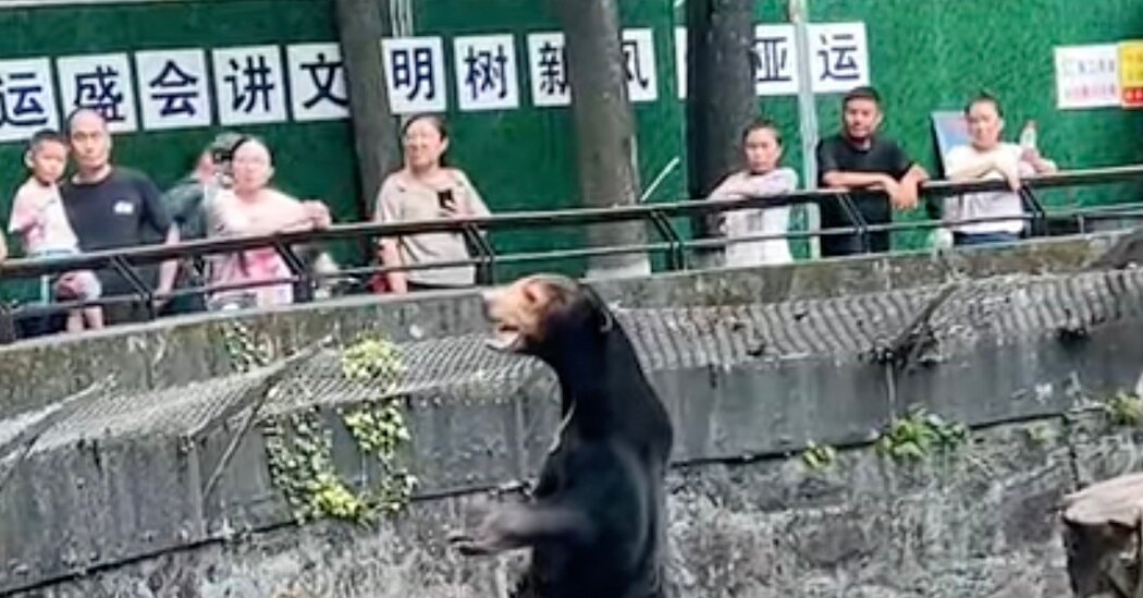 Zoológico chino: este es un oso malayo real, no una fantasía