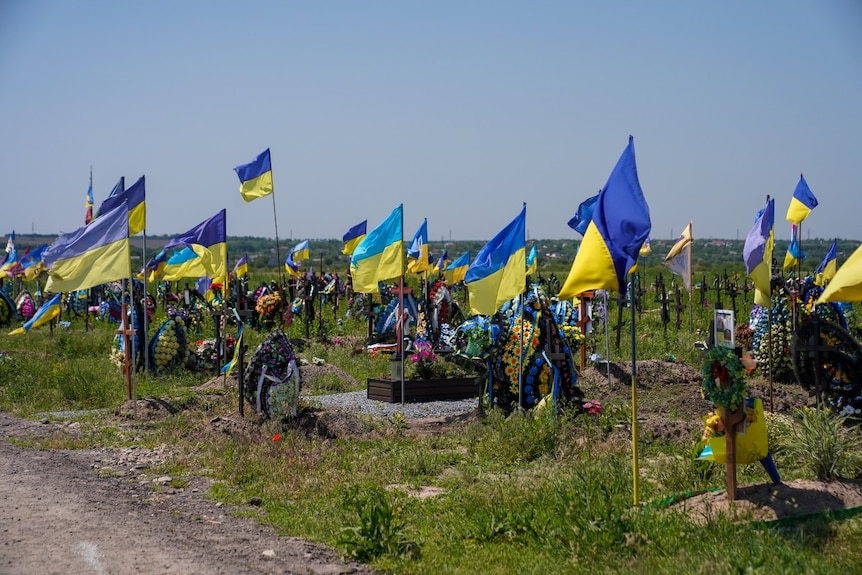 Decenas de banderas ucranianas ondeando en un cementerio.