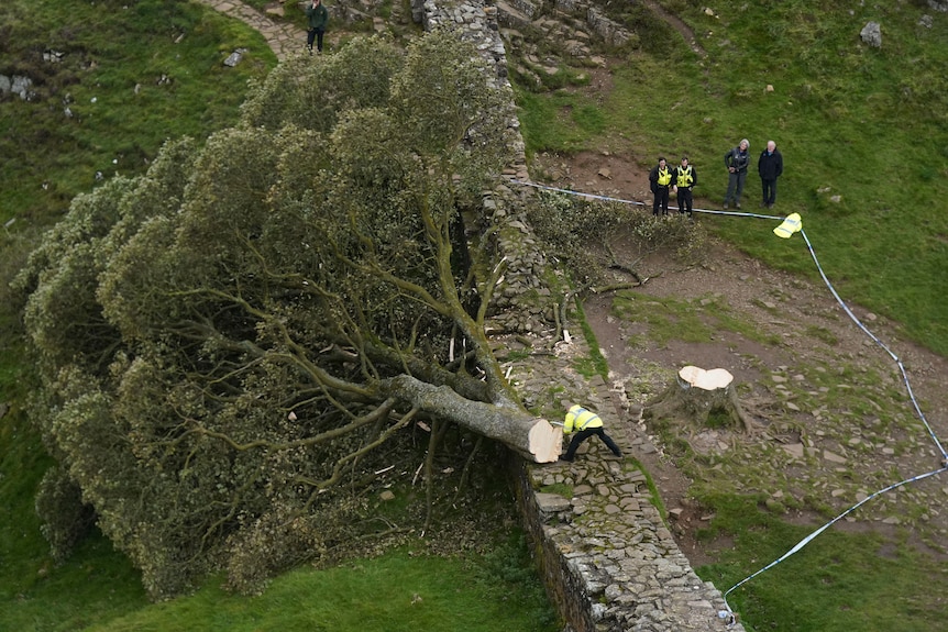 un gran árbol sicomoro talado y tumbado sobre una pared de adoquines en un pantano