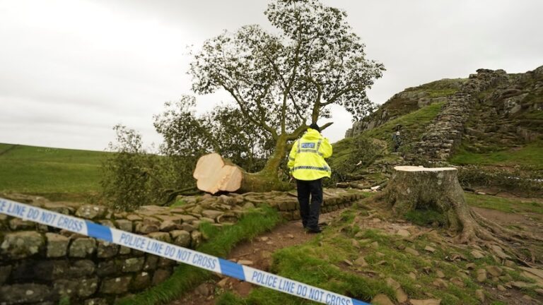 Detienen a un joven de 16 años tras talar “deliberadamente” un famoso árbol en el Muro de Adriano, en el norte de Inglaterra