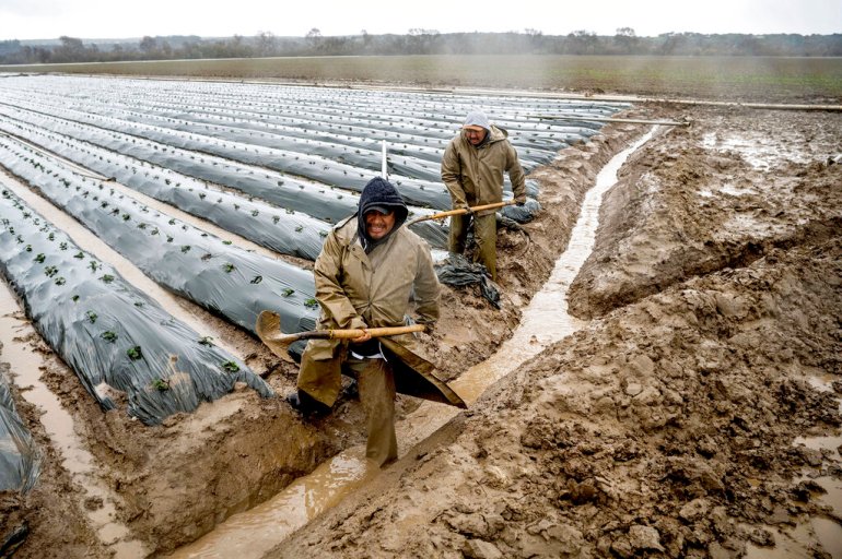 Los trabajadores rurales se apresuran a proteger los cultivos de las inundaciones