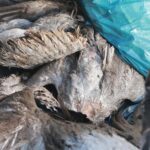 Bird flu spreads in Europe, US – DW – 10/28/2025