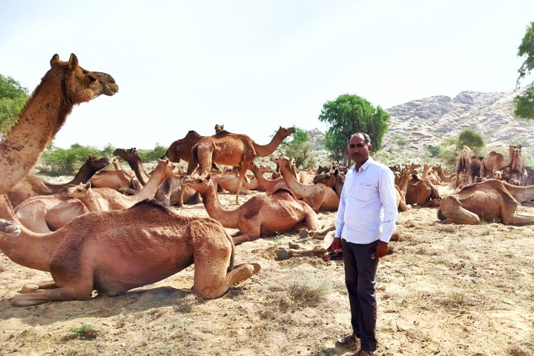 camellos india