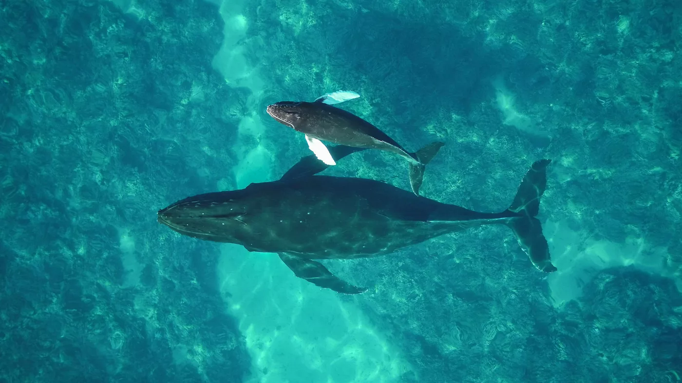 Cómo la IA ya está ayudando a los científicos a rastrear las ballenas jorobadas en peligro de extinción: NPR
