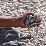 Irak Fish Dieff Sands en pantanos | Noticias
