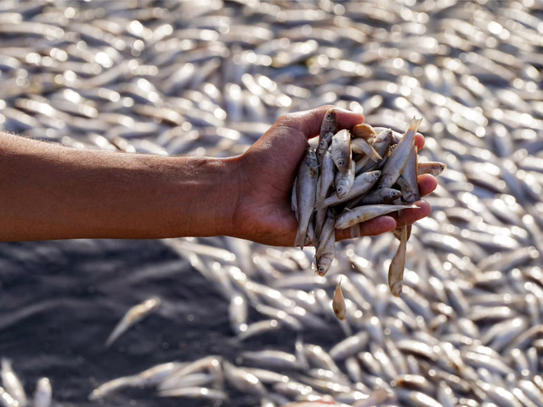 Irak Fish Dieff Sands en pantanos | Noticias