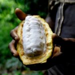 La amarga verdad: ¿por qué el chocolate se volvió tan caro? | Noticias de comida