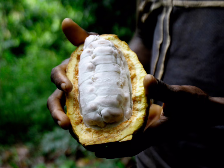 La amarga verdad: ¿por qué el chocolate se volvió tan caro? | Noticias de comida