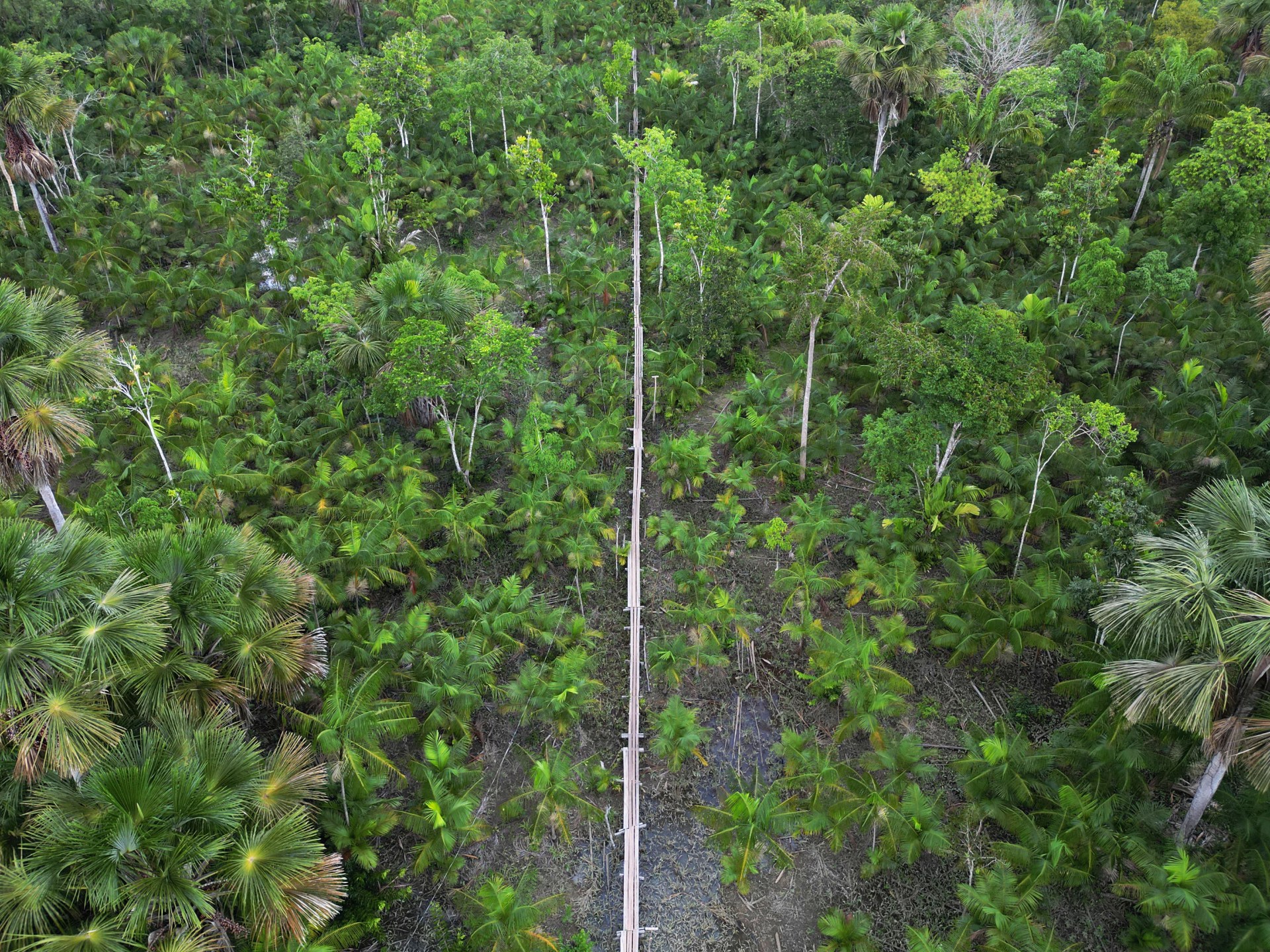 Más de una de cada tres especies de árboles en riesgo de extinción: Informe | Noticias ambientales