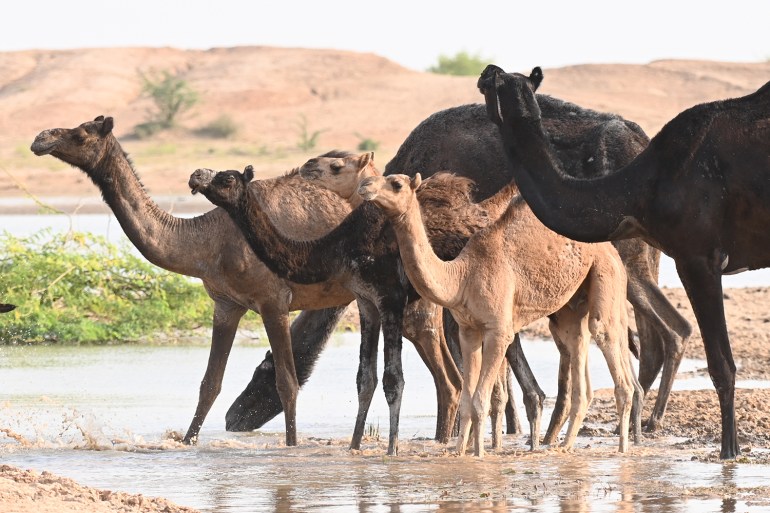 Camellos India Radheshyam Bishnoi