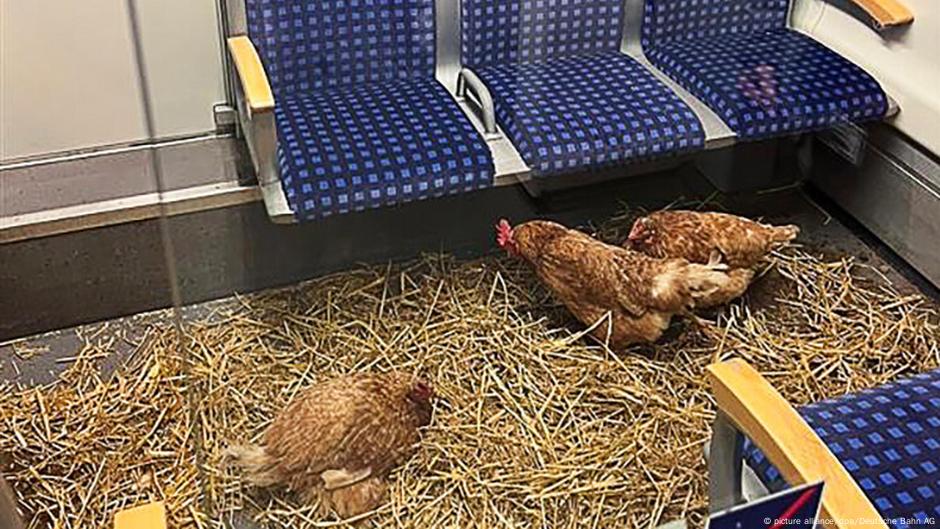 1st class hen party on Essen-Cologne train causes confusion – DW – 10/15/2025