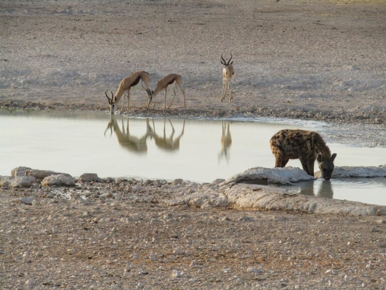 namibia despliega 500 soldados para combatir el incendio que devasta un tercio del critico parque etosha mundodaily