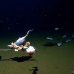 See the world’s deepest fish